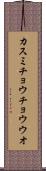 カスミチョウチョウウオ Scroll