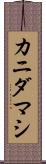 カニダマシ Scroll