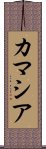 カマシア Scroll