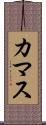 カマス Scroll