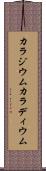 カラジウム Scroll