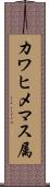 カワヒメマス属 Scroll