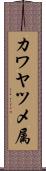 カワヤツメ属 Scroll