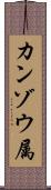カンゾウ属 Scroll