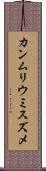 カンムリウミスズメ Scroll