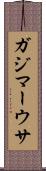 ガジマーウサ Scroll