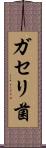 ガセリ菌 Scroll