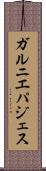 ガルニエパジェス Scroll
