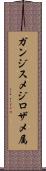 ガンジスメジロザメ属 Scroll