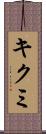 キクミ Scroll