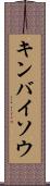 キンバイソウ Scroll