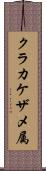 クラカケザメ属 Scroll