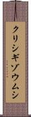 クリシギゾウムシ Scroll