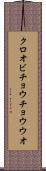 クロオビチョウチョウウオ Scroll