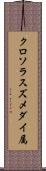 クロソラスズメダイ属 Scroll