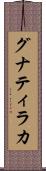 グナティラカ Scroll
