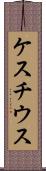 ケスチウス Scroll