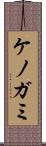 ケノガミ Scroll