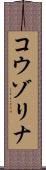 コウゾリナ Scroll