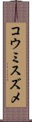 コウミスズメ Scroll