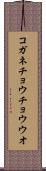コガネチョウチョウウオ Scroll