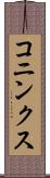 コニンクス Scroll