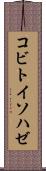 コビトイソハゼ Scroll