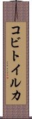 コビトイルカ Scroll