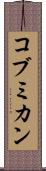 コブミカン Scroll