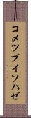 コメツブイソハゼ Scroll