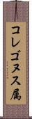 コレゴヌス属 Scroll