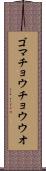 ゴマチョウチョウウオ Scroll