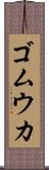 ゴムウカ Scroll