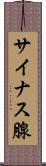 サイナス腺 Scroll