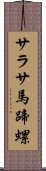 サラサ馬蹄螺 Scroll