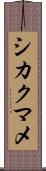シカクマメ Scroll