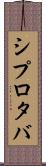 シプロタバ Scroll