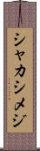 シャカシメジ Scroll