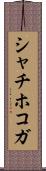 シャチホコガ Scroll