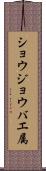 ショウジョウバエ属 Scroll