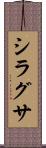 シラグサ Scroll