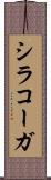 シラコーガ Scroll