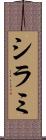 シラミ Scroll