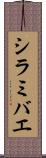 シラミバエ Scroll