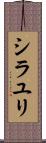シラユリ Scroll
