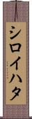 シロイハタ Scroll