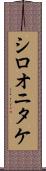 シロオニタケ Scroll