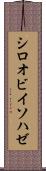 シロオビイソハゼ Scroll