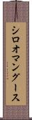 シロオマングース Scroll