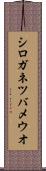 シロガネツバメウオ Scroll